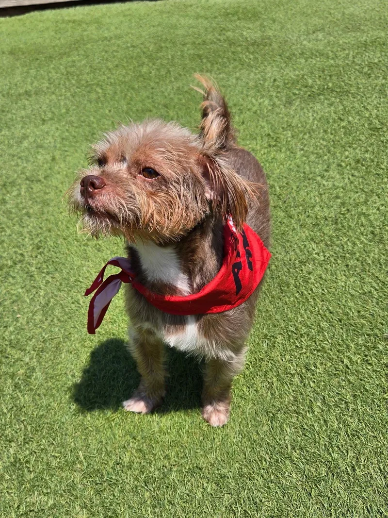 An adult small-sized male Shih Tzu dog named Red  Little Man for adoption in Sugar Land, TX