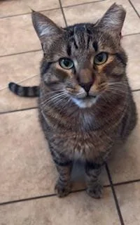 A young medium-sized male Tabby (Brown / Chocolate) Tabby cat named Chapo Pooh for adoption in Chandler, AZ