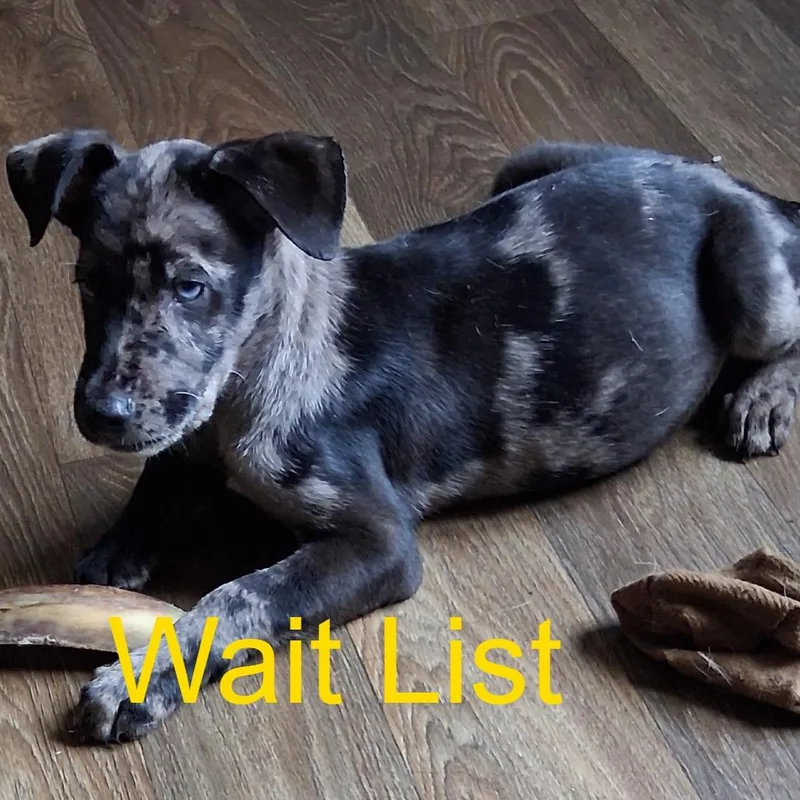 A baby small-sized male Black Labrador Retriever dog named Smoky for adoption in Livingston, TX