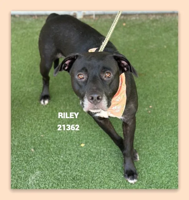 An adult medium-sized female Black Labrador Retriever dog named Riley for adoption in Marietta, GA