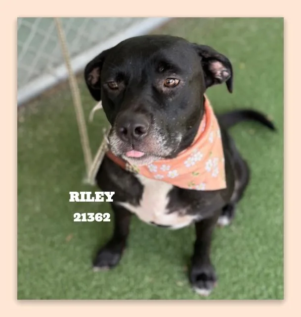 Riley thumbnail 3