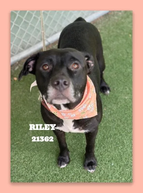 Riley thumbnail 4