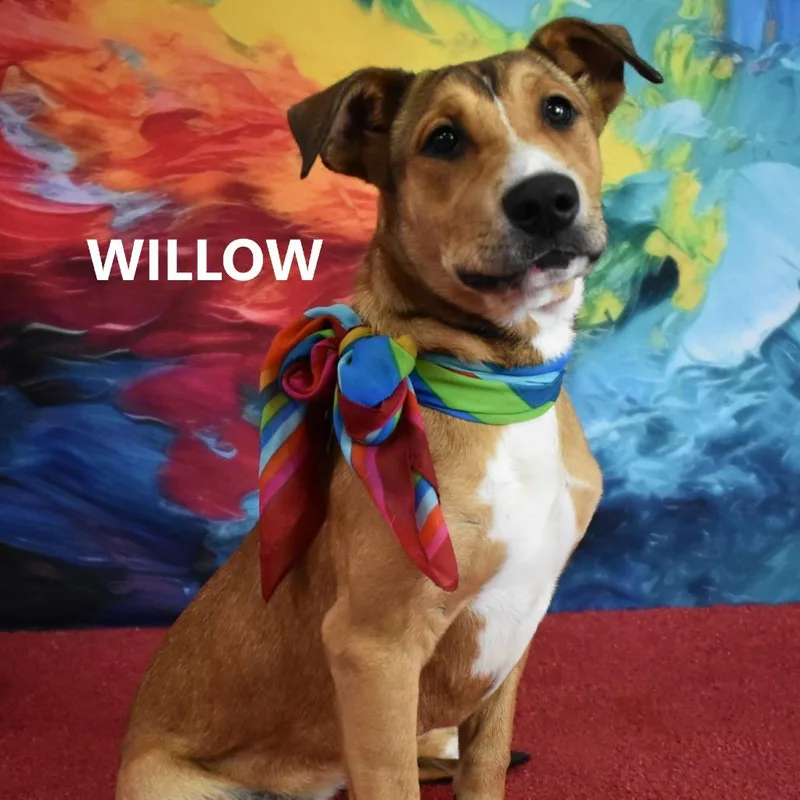 A young medium-sized female Hound dog named Willow for adoption in Yuma, AZ