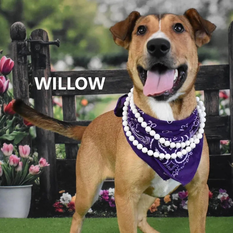 Willow thumbnail 2