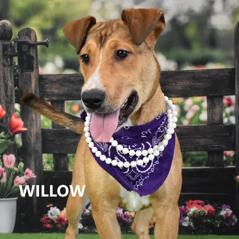 Willow thumbnail 3