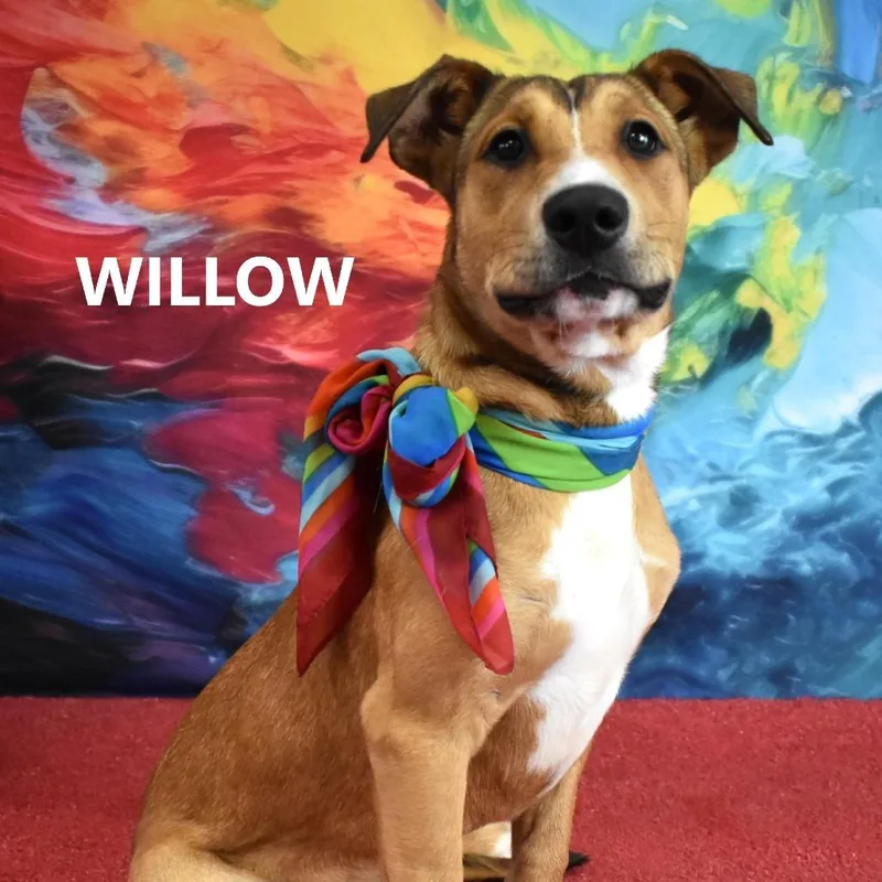 Willow thumbnail 4