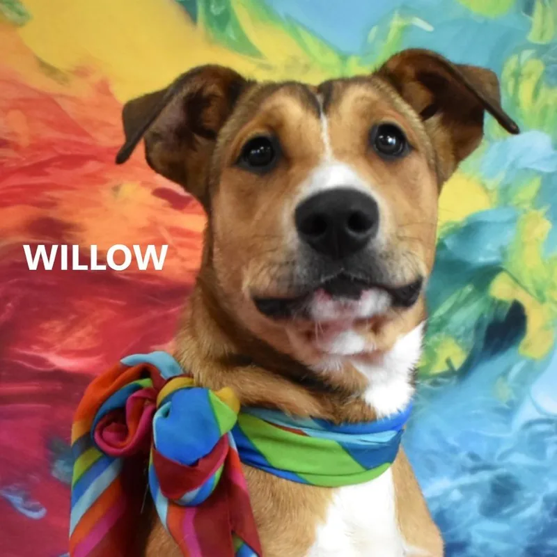 Willow thumbnail 5