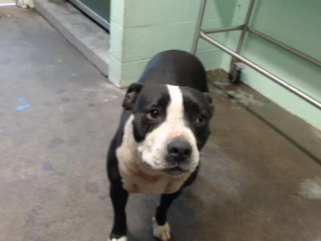 An adult medium-sized female Pit Bull Terrier dog named Patsy for adoption in Sacramento, CA