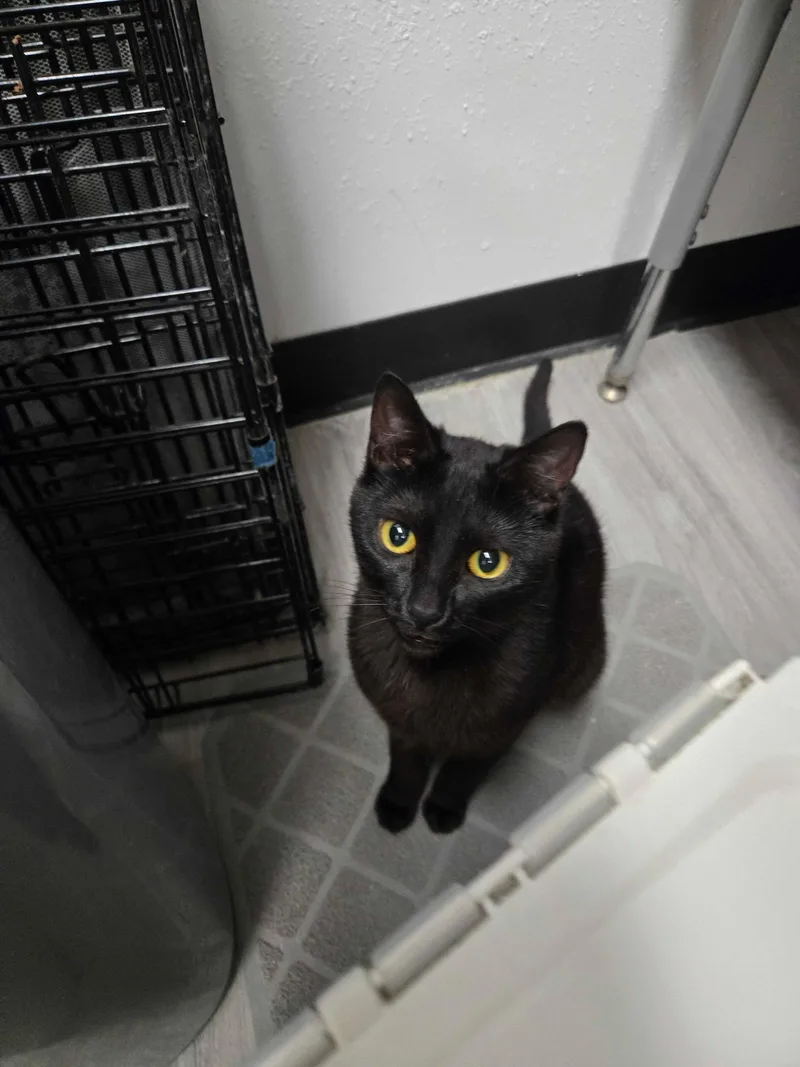 A young medium-sized female Black Domestic Short Hair cat named Autumn for adoption in Pacific Palisades, CA