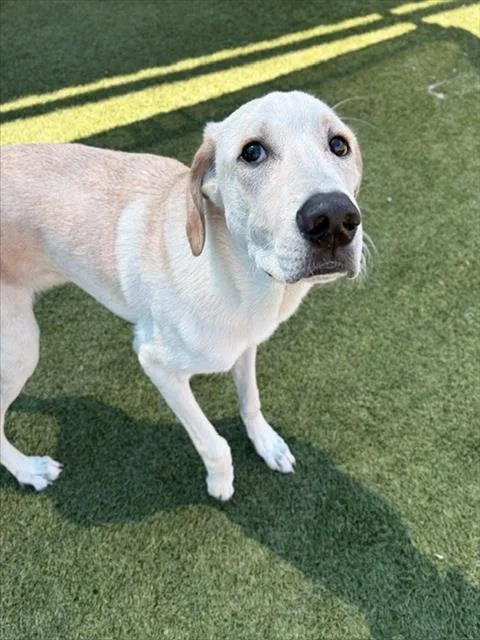 A young medium-sized male Mixed Breed dog named Monkey for adoption in Dallas, TX