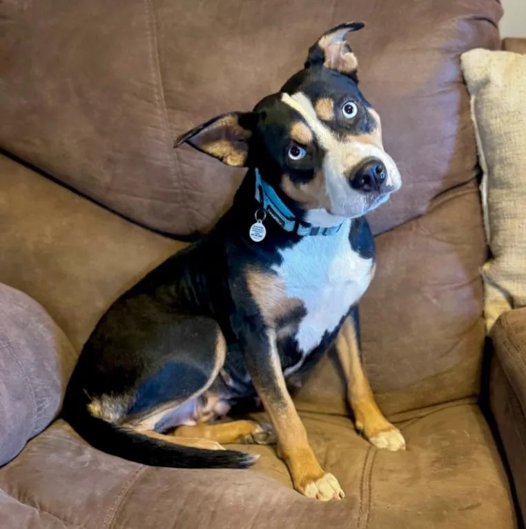 An adult medium-sized female Tricolor (Brown, Black, & White) Pit Bull Terrier dog named Roxie for adoption in Mead, CO