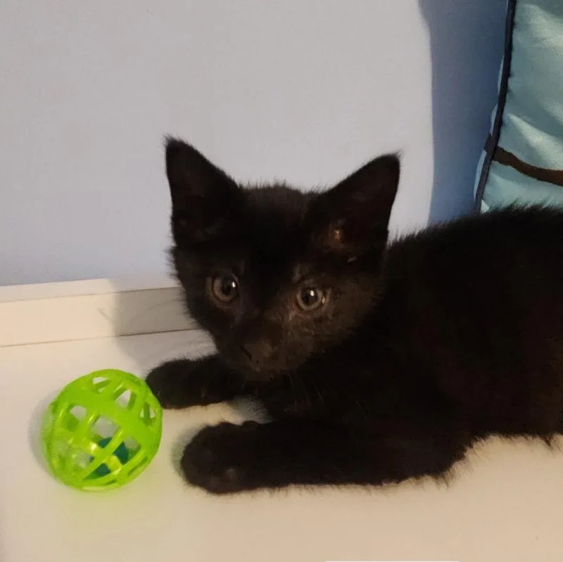 A baby small-sized male Black Domestic Short Hair cat named Brock for adoption in Elyria, OH
