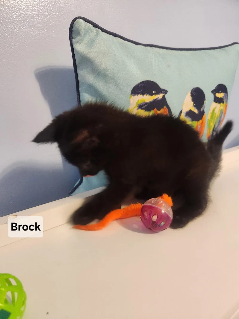 Brock thumbnail 2