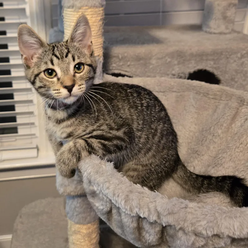A baby small-sized male Tabby (Buff / Tan / Fawn) Domestic Short Hair cat named Fresco for adoption in Richmond, VA