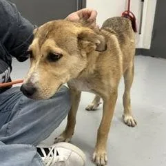 A baby medium-sized female Brown / Chocolate Husky dog named Willow for adoption in Clearwater, FL