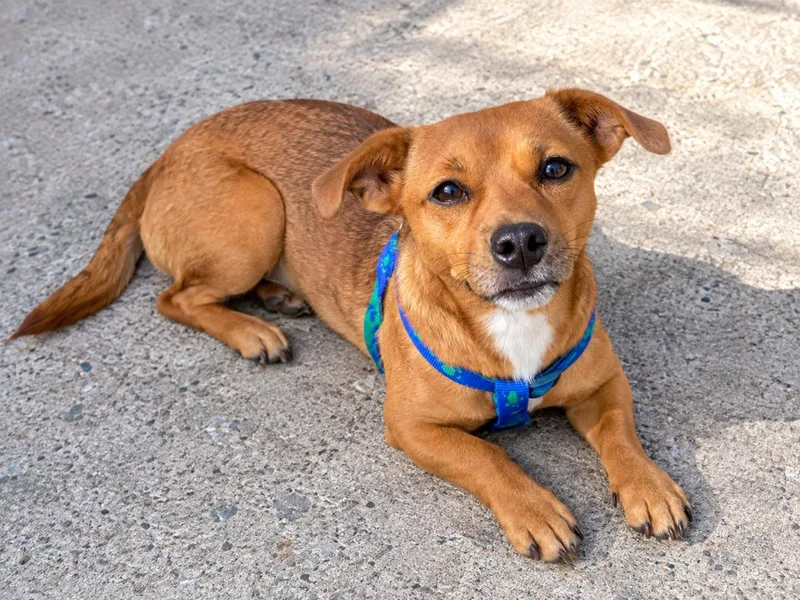 An adult small-sized female Chihuahua dog named Sissy for adoption in Douglas, GA