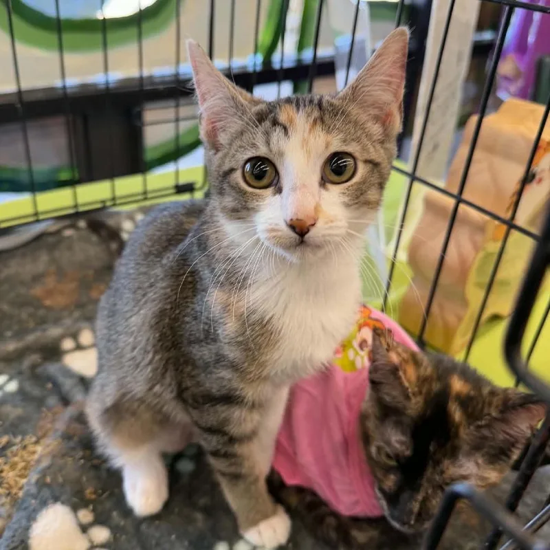 A baby small-sized female Gray / Blue / Silver Domestic Short Hair cat named Loco for adoption in SAN ANTONIO, TX