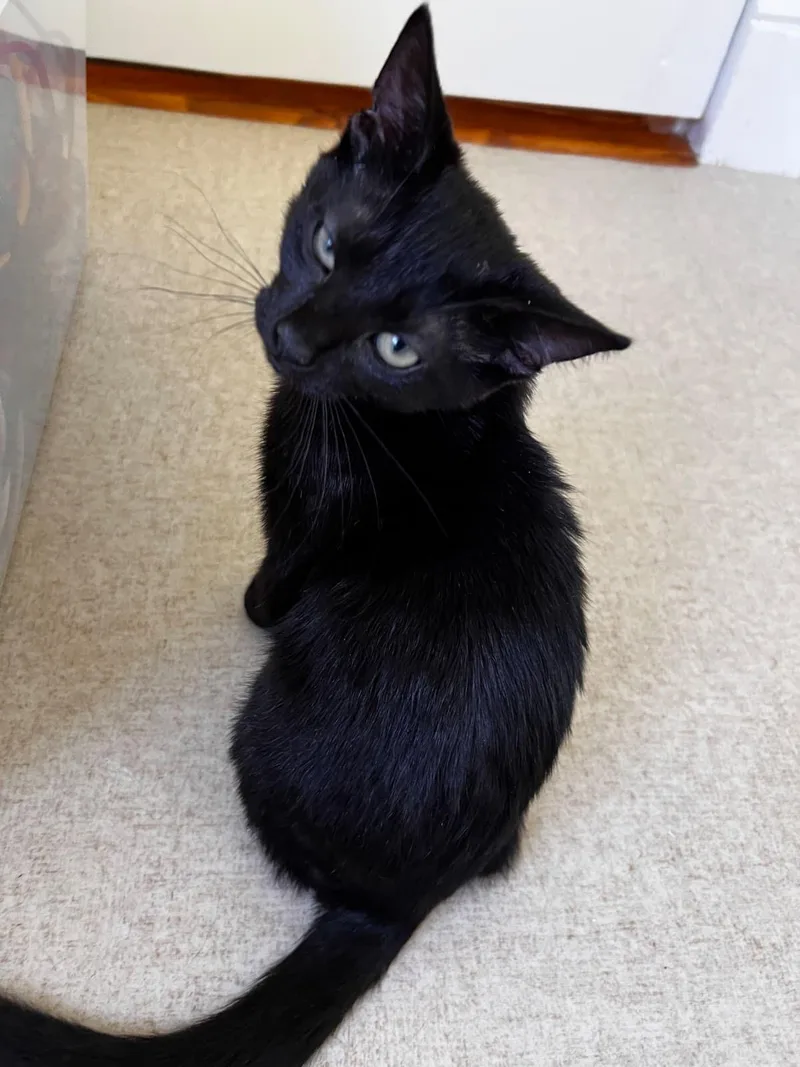 A baby medium-sized female Black Domestic Short Hair cat named Kawasaki for adoption in Beltsville, MD