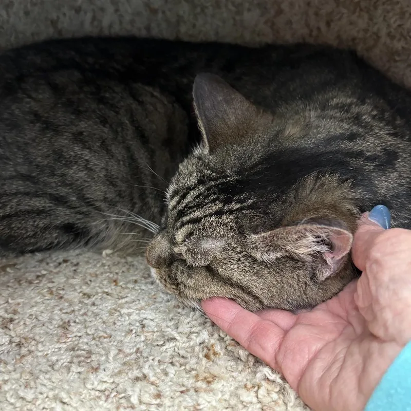 A senior medium-sized female Gray / Blue / Silver Domestic Short Hair cat named Emma for adoption in Murray, UT