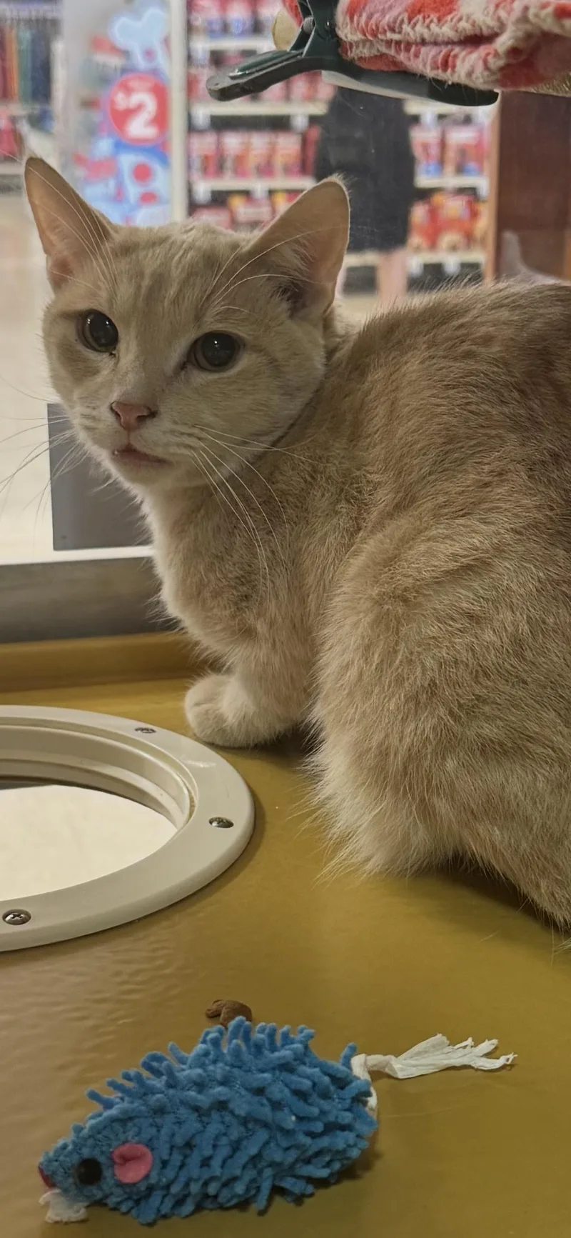 A young medium-sized male Buff / Tan / Fawn Domestic Short Hair cat named Koko for adoption in Scottsdale, AZ