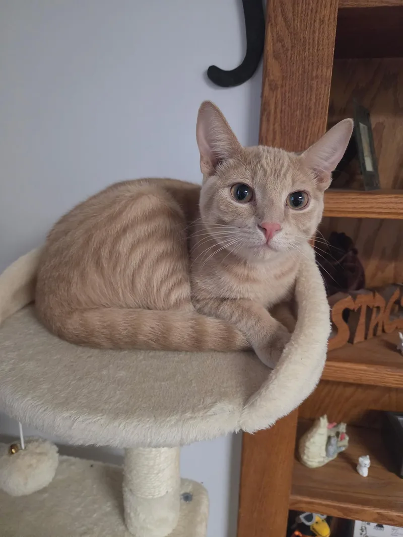 A baby small-sized male Buff / Tan / Fawn Domestic Short Hair cat named Will for adoption in Blaine, MN