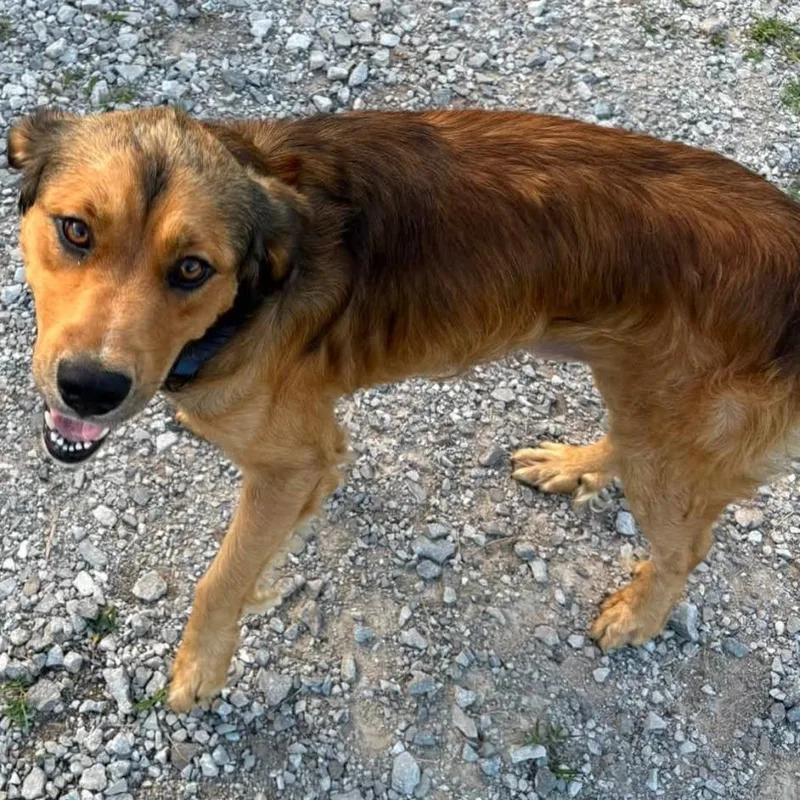 A young large-sized male Golden Retriever dog named TNGCStray for adoption in Pulaski, TN