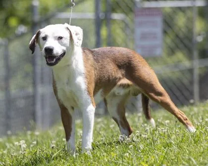 An adult medium-sized male Red / Chestnut / Orange Terrier dog named Copper for adoption in Bedford, IN