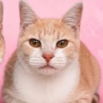 A young small-sized female White Domestic Short Hair cat named Courtesy Listing Pearl for adoption in Tuscaloosa, AL