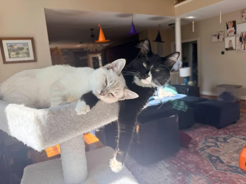 A baby medium-sized male Siamese cat named Zachary & Zeke for adoption in Great Mills, MD