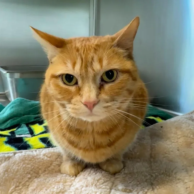 An adult medium-sized female Domestic Short Hair cat named Tommy Girl for adoption in Cumberland, ME
