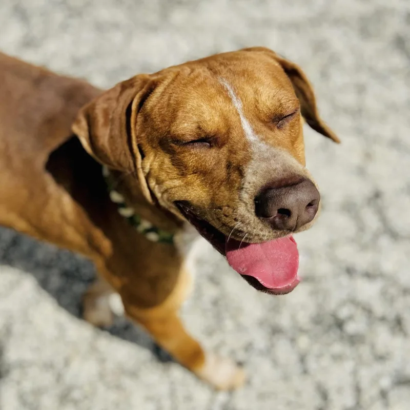 Copper