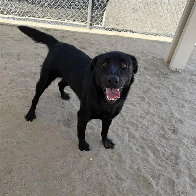 An adult medium-sized male Labrador Retriever dog named Brock for adoption in Thousand Palms, CA