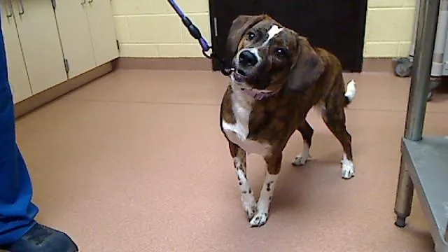 A young medium-sized female Beagle dog named Donut for adoption in Cookeville, TN