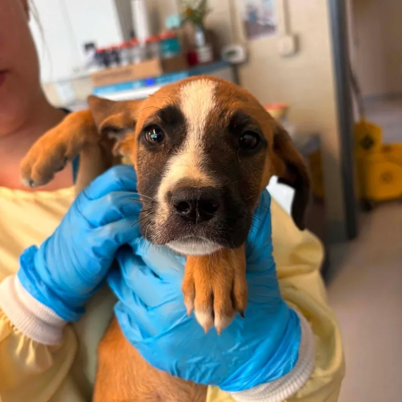 A baby small-sized female Brown / Chocolate Mixed Breed dog named Lydia for adoption in Huntington, WV