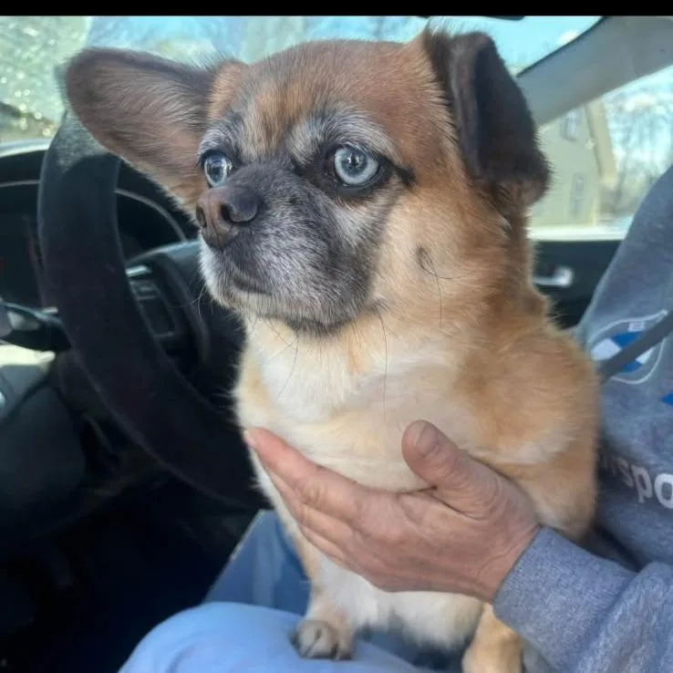 A senior small-sized female Golden Mixed Breed dog named Koko for adoption in Poplar Bluff, MO