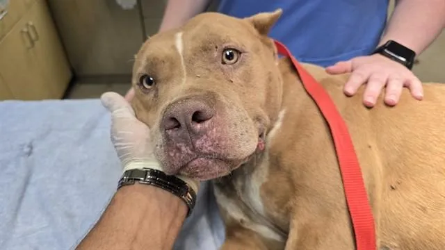 An adult large-sized female Pit Bull Terrier dog named Tampa for adoption in Riverside, CA