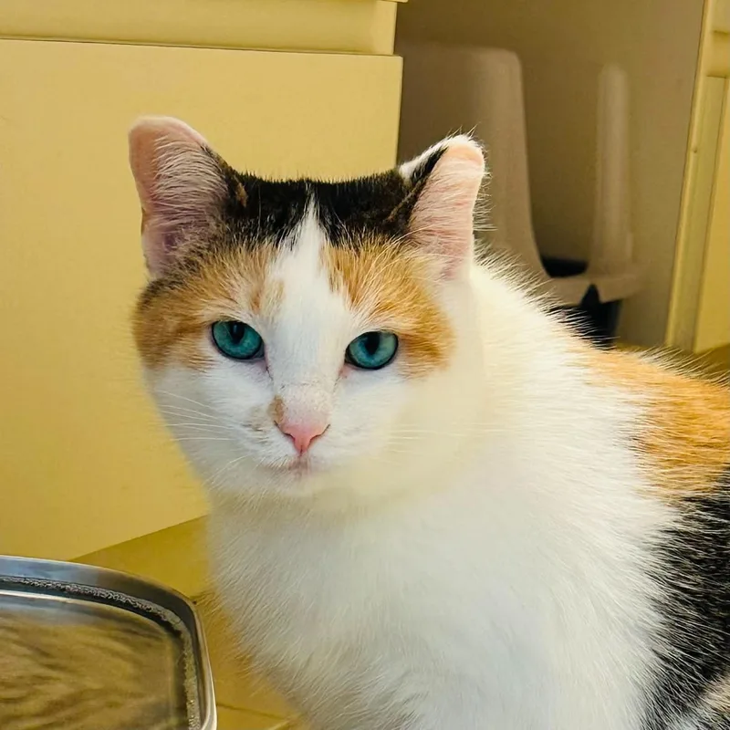 A senior medium-sized female Calico Domestic Short Hair cat named Millie for adoption in Royal Oak, MI