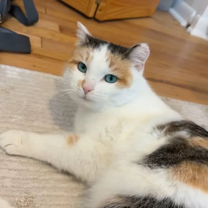 Millie thumbnail 6