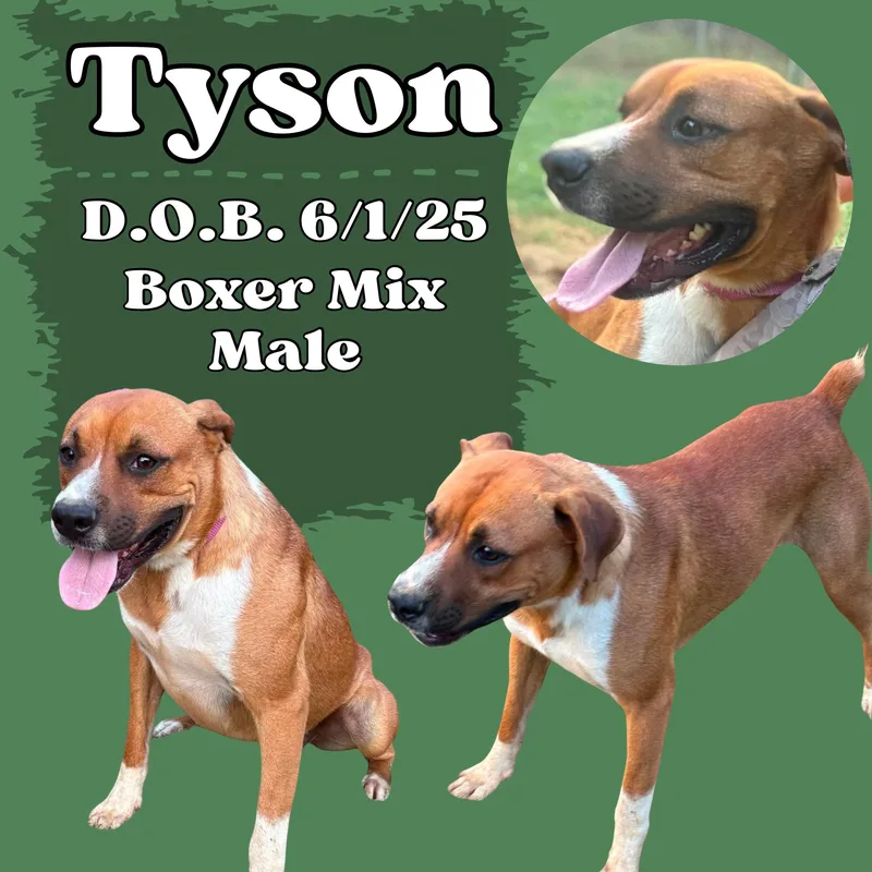 An adult medium-sized male White / Cream Boxer dog named Tyson for adoption in Caldwell, TX