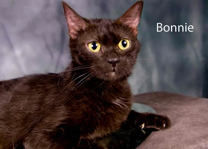 An adult medium-sized female Domestic Short Hair cat named Bonnie for adoption in York, NE