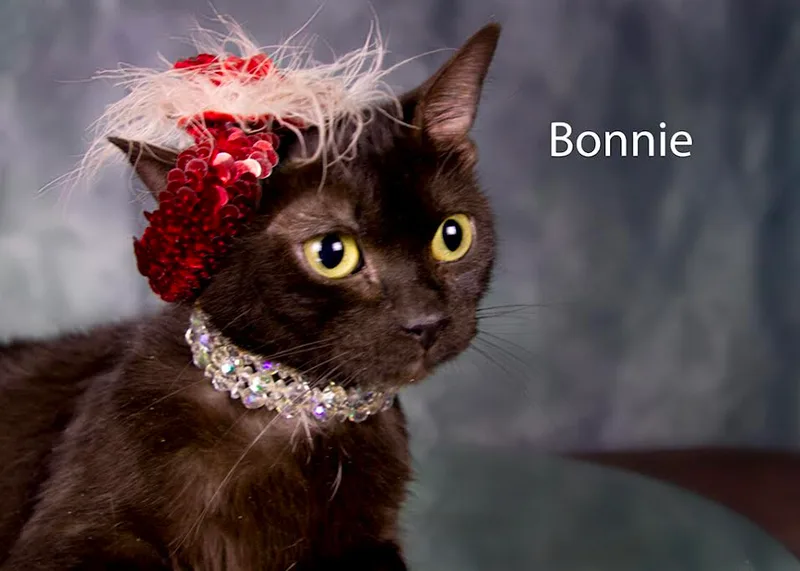 Bonnie thumbnail 4