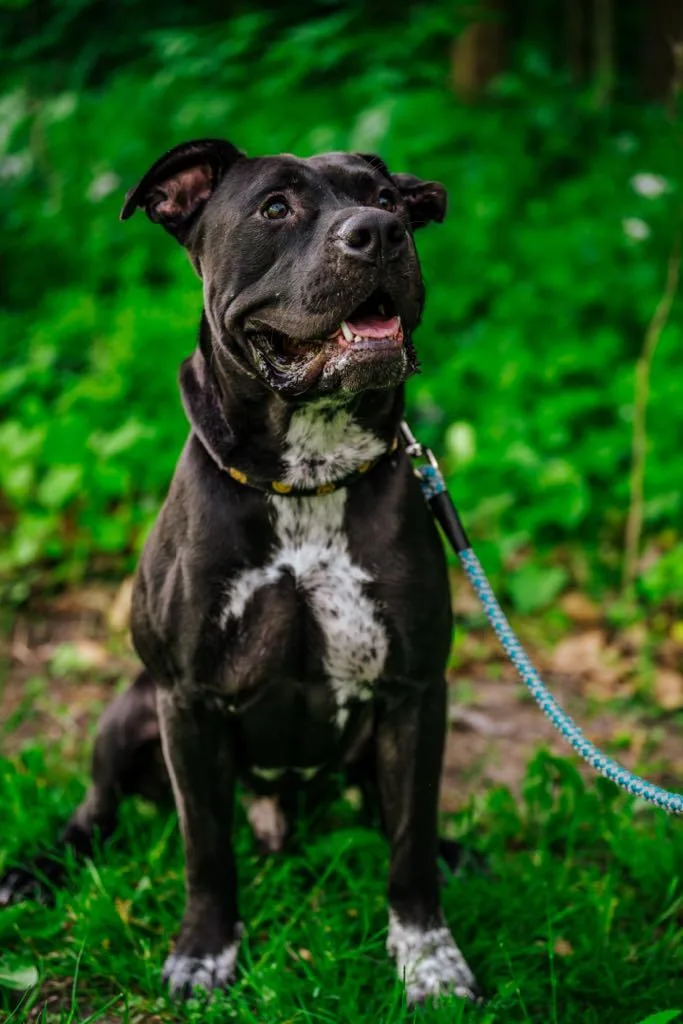 Sterling thumbnail 2