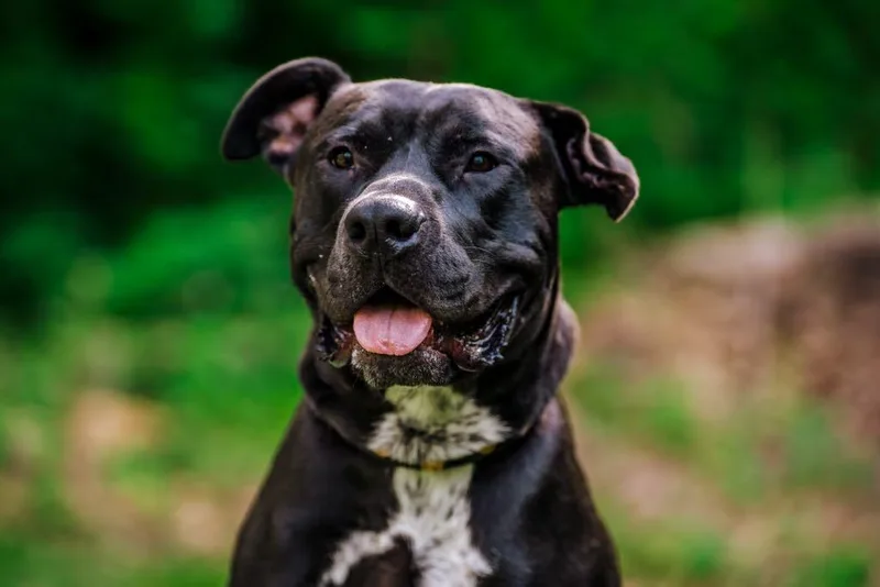 Sterling thumbnail 3