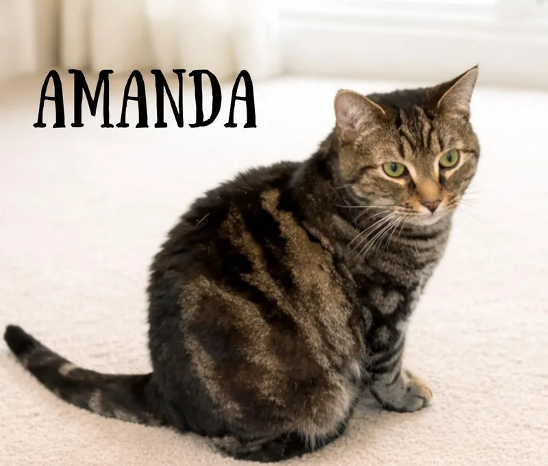 An adult medium-sized female Tabby (Brown / Chocolate) Tabby cat named Amanda for adoption in Greensburg, PA