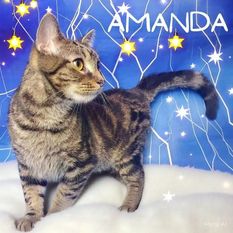 Amanda thumbnail 4