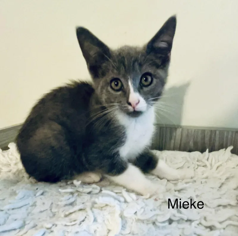 A baby medium-sized female Gray & White Domestic Short Hair cat named Mieke for adoption in Buford, GA