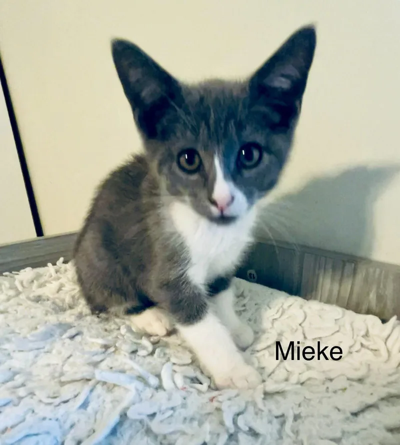 Mieke thumbnail 3