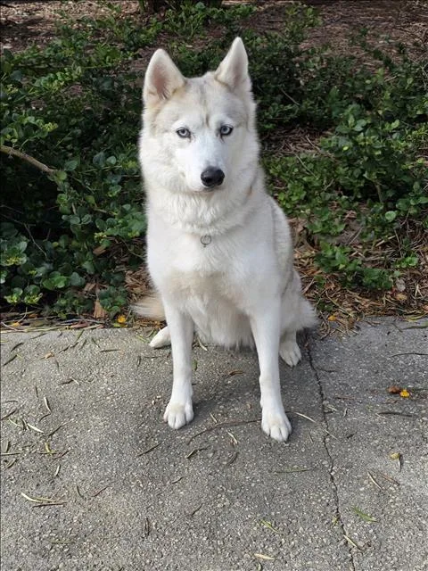 An adult large-sized female Husky dog named Ciri for adoption in San Pedro, CA
