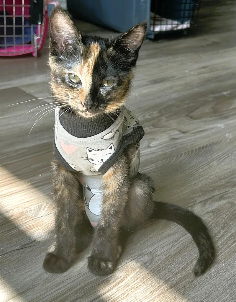 A baby small-sized female Tortoiseshell Domestic Short Hair cat named Poppy for adoption in Tulsa, OK