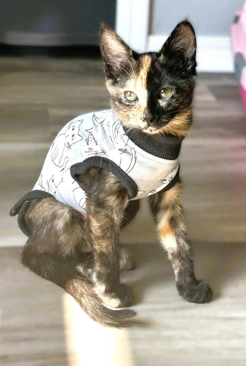 Poppy thumbnail 2
